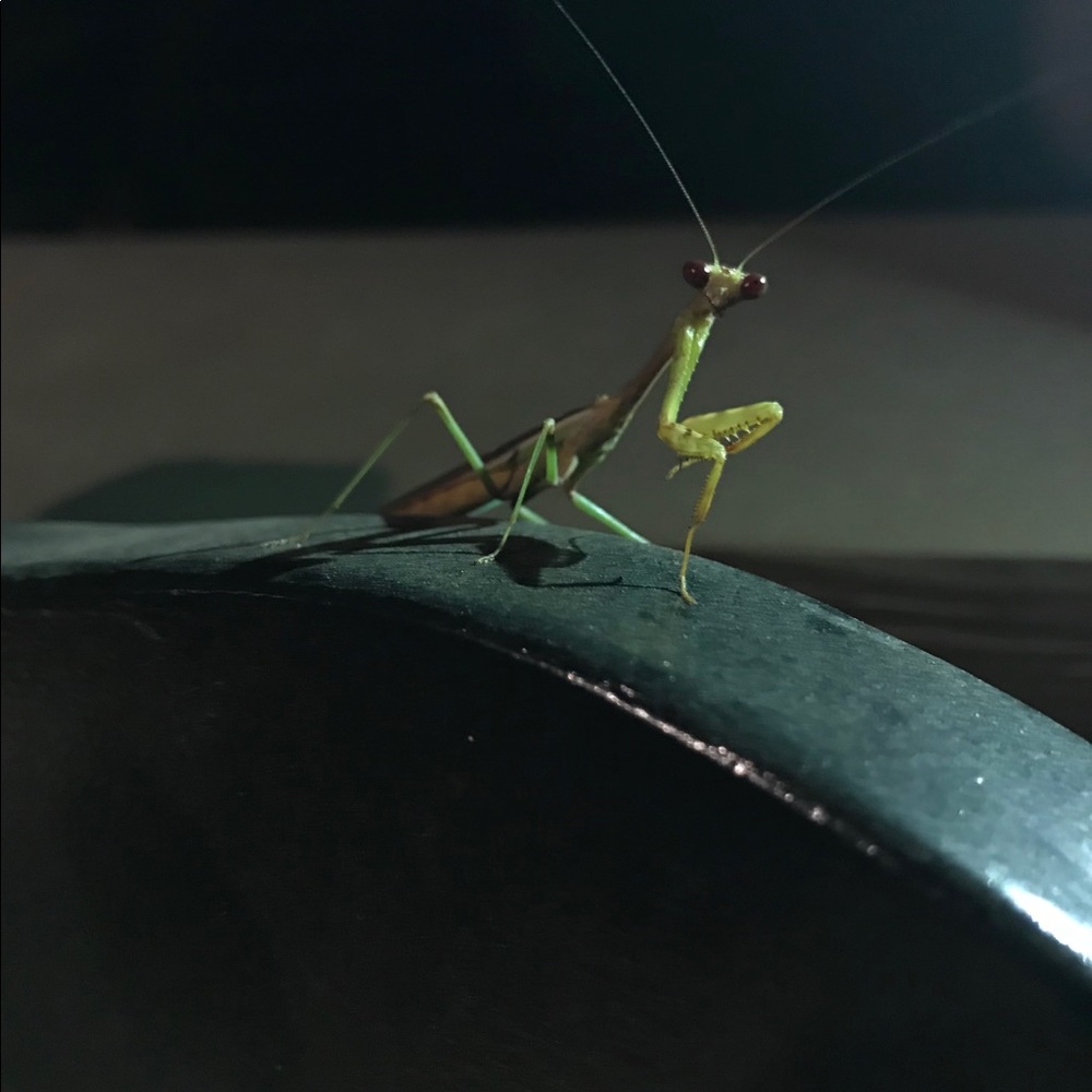 Meet your Posher, Lisa